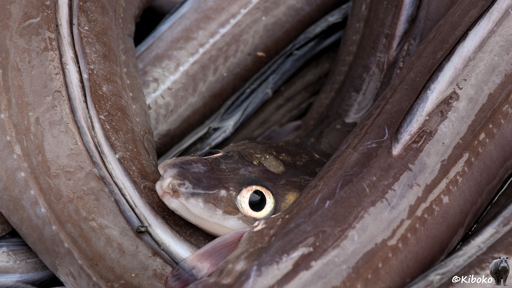 Das Bild zeigt eine Detailaufnahme von dünnen langen Fischen. Es zeigt einen Kopf der zwischen den herumgewickelten braunen Fischkörpern herausschaut.