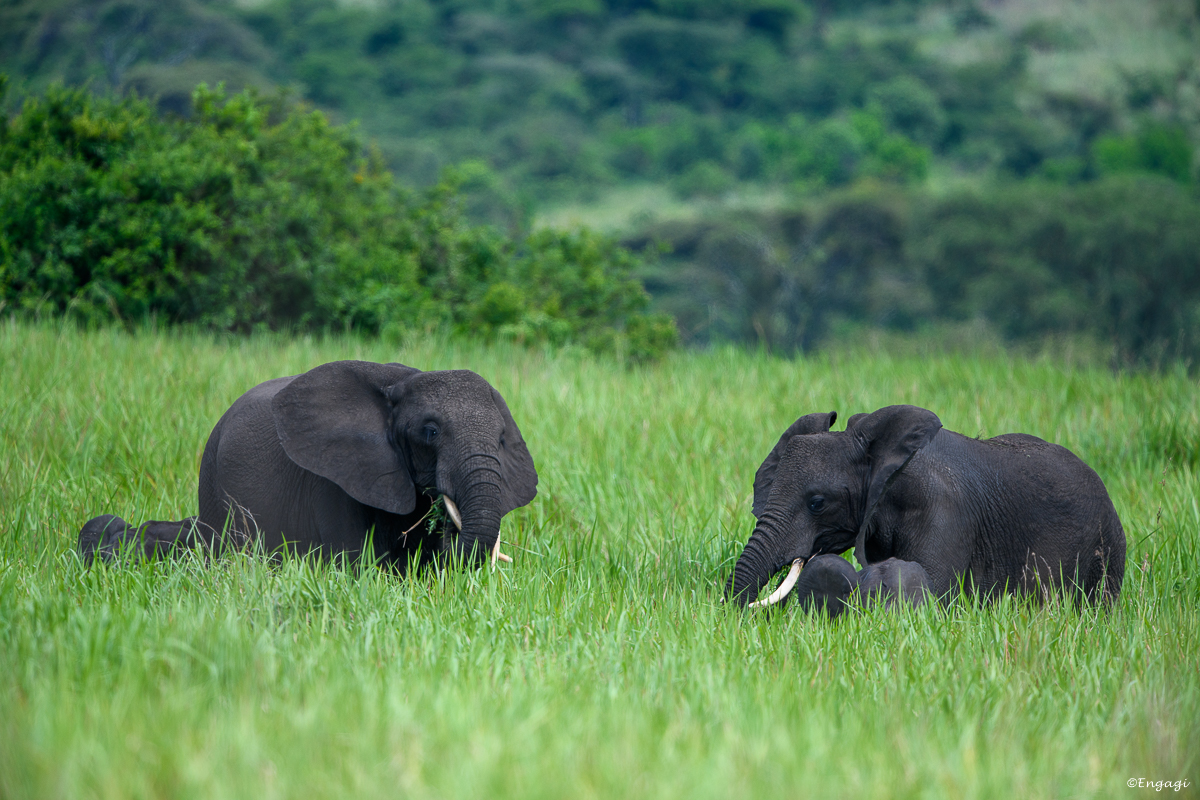 Uganda%200879.jpg