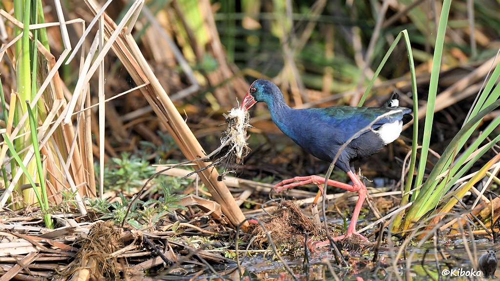 Das Bild zeigt einen blauen Hühnervogel mit dickem rotem Schnabel, weißen Bürzel und langen rosaroten Beinen. Der Vogel hält einen Bausch abegstorbener Vegetation im Schnabel, welches in weißer Reiherkacke getränkt ist.