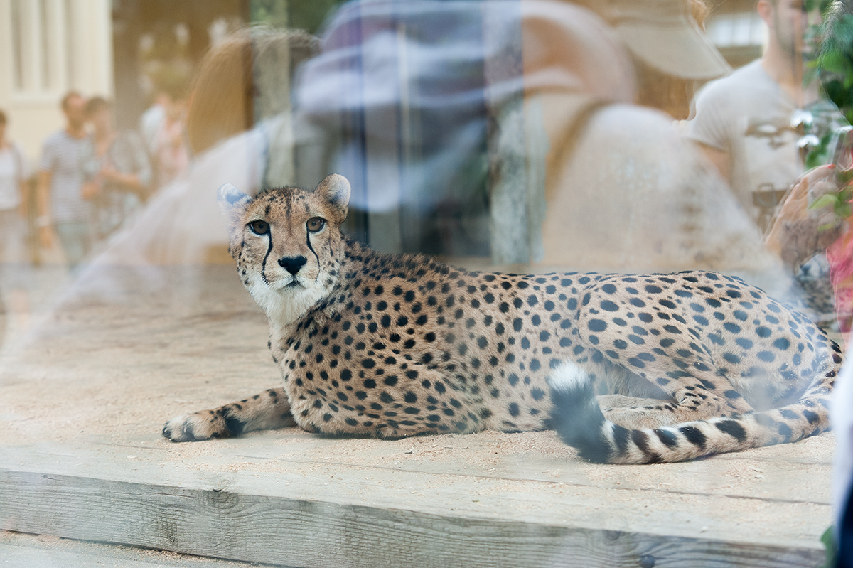 zoo-45.jpg