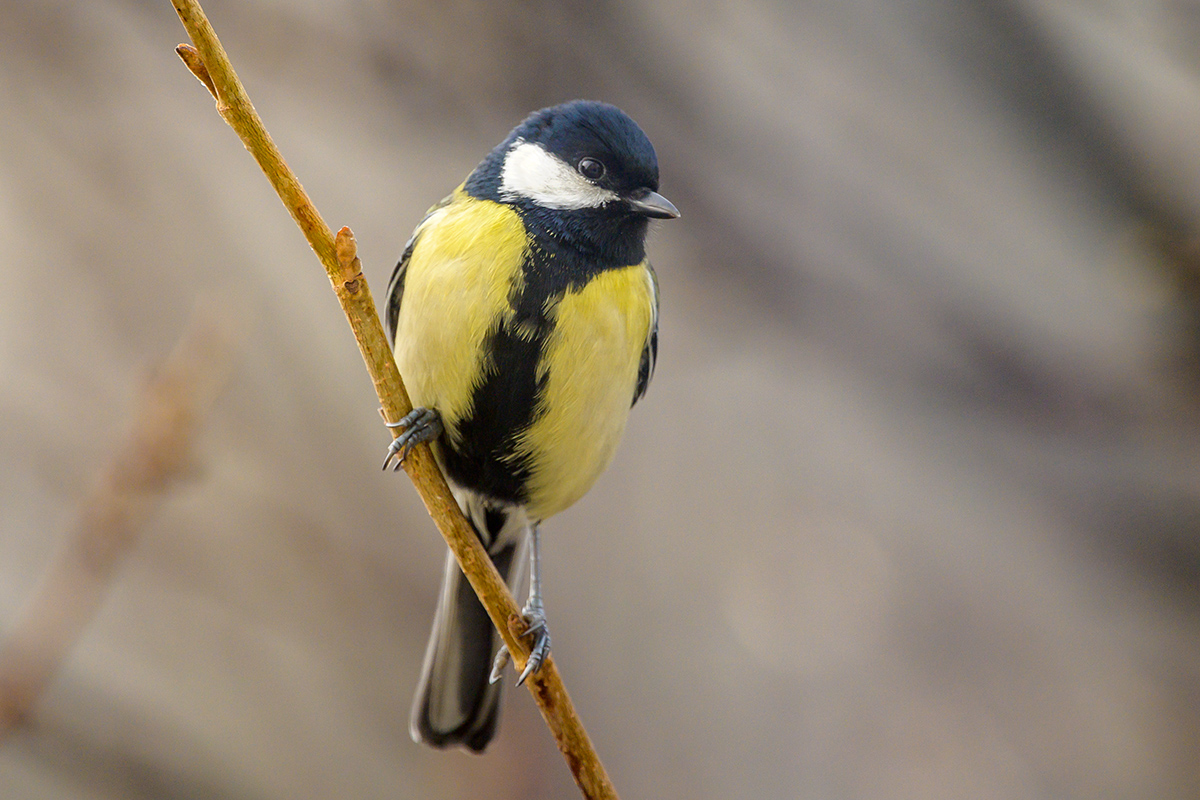 20210130_NZ7_2389NF.jpg