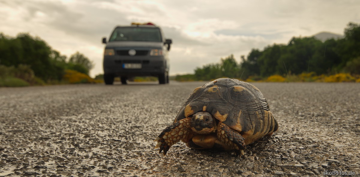 skotPhos.de_Turtle-ahead..._GR.JPG