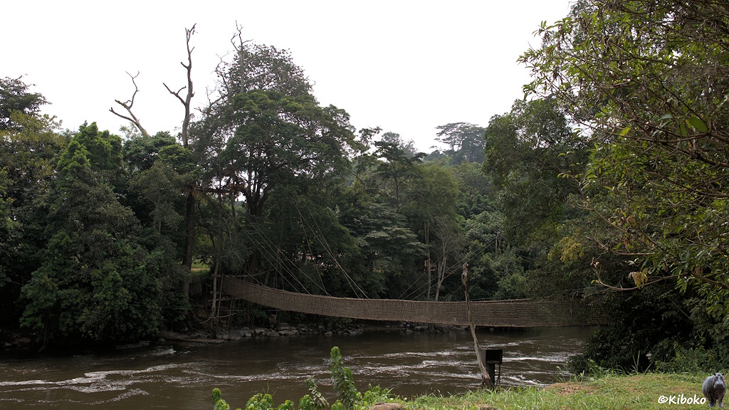 Das Bild zeigt eine braune Hängebrücke über einen Fluss, der auf beiden Seiten mit Bäumen bewachsen ist.