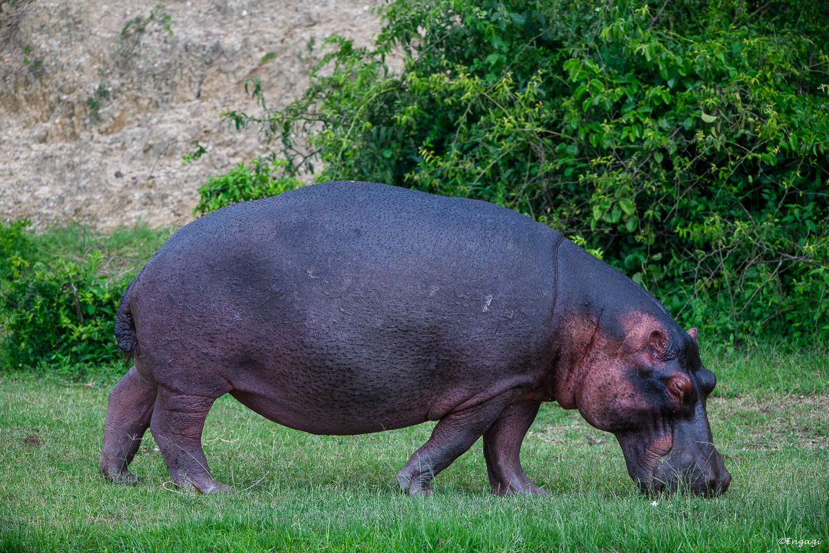 Uganda%201085.jpg
