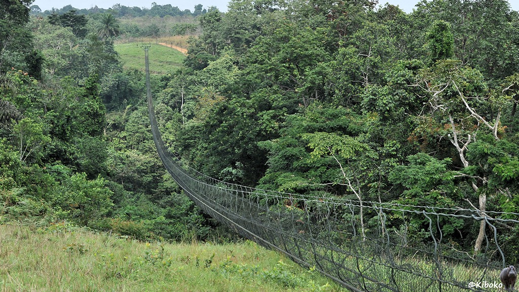 Das Bild zeigt eine lange Hängebrücke für Fußgänger aus Draht. Die Brücke ist über ein Tal mit Urwaldbäumen gespannt.