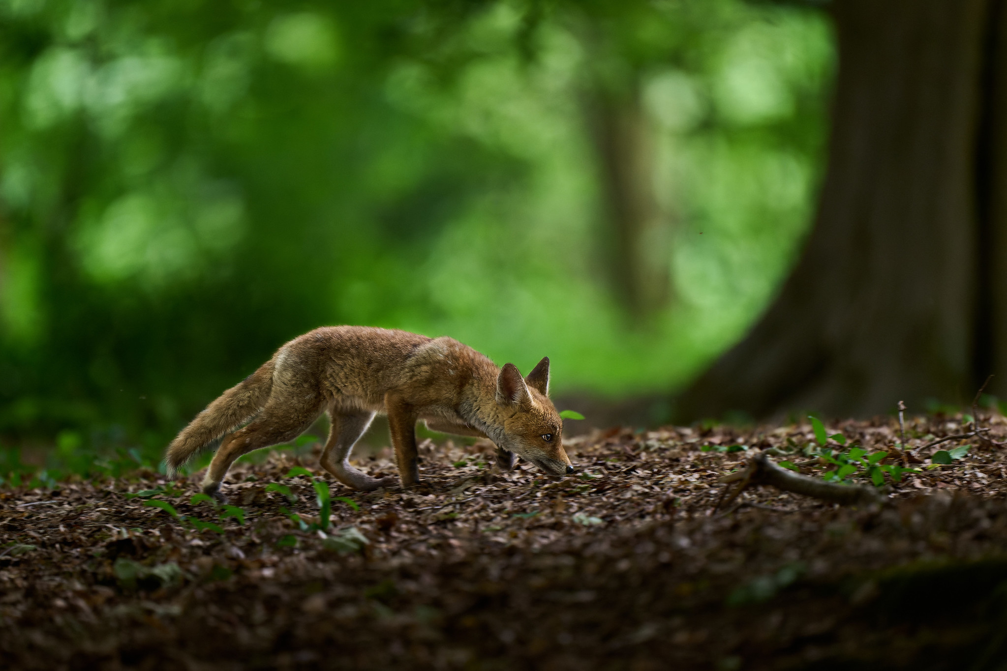 DSC_2439-NEF_DxO_DeepPRIME-X4.jpg
