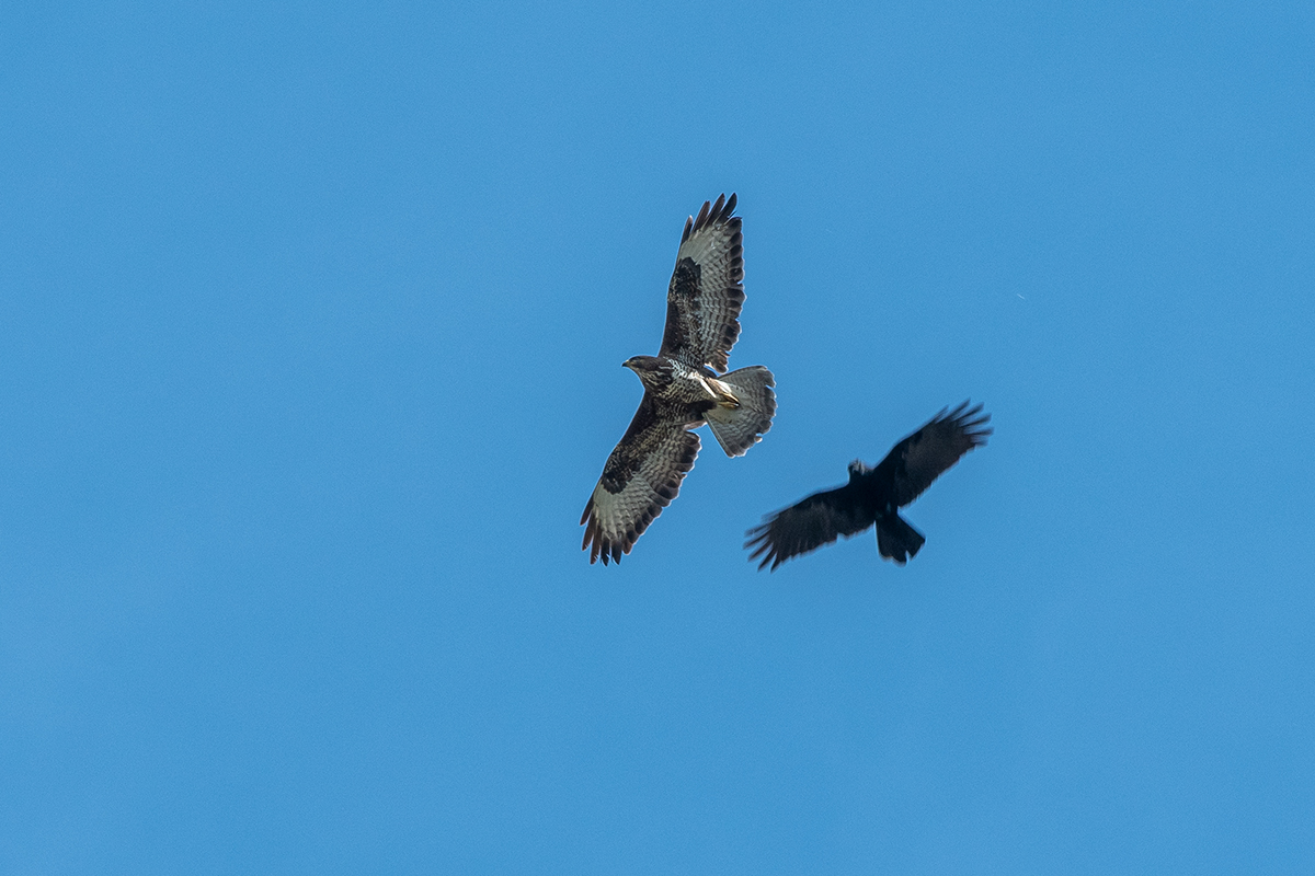 20200508_D500_1004NF.jpg