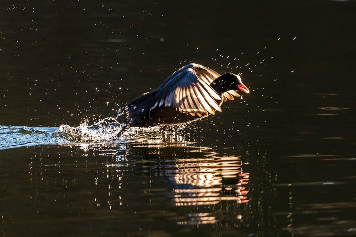 20201217_D500_2177NF.jpg