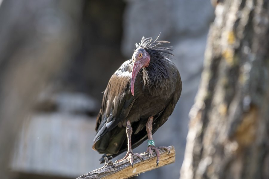 zoovienna23_54.jpg