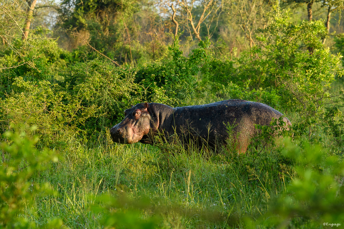 Uganda%202172.jpg