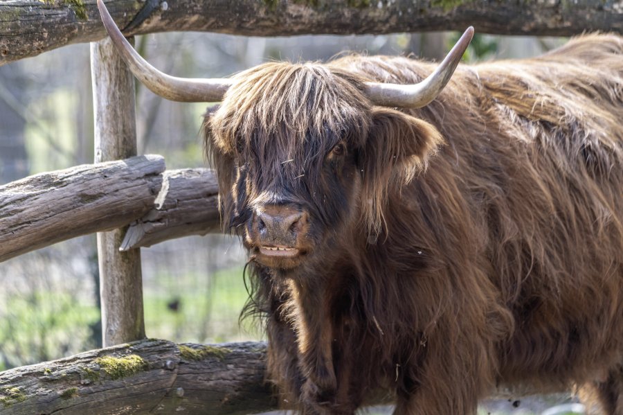 tierpark_haag23_44.jpg