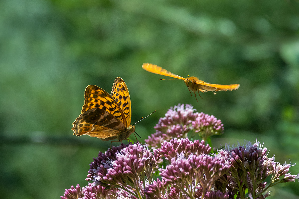 20180719_D500_2213NF.jpg