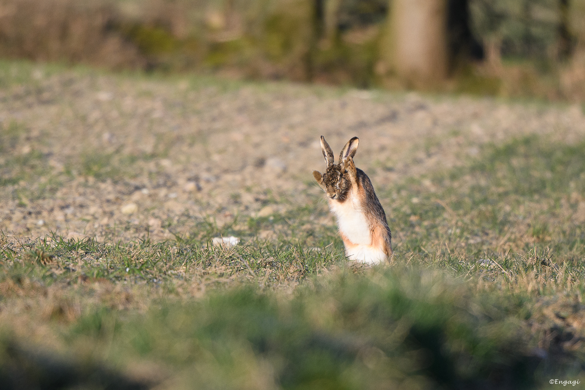 DSC_0738.jpg