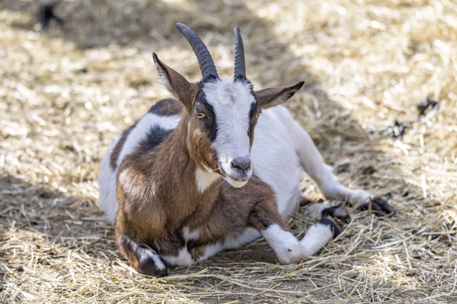 tierpark_haag23_66.jpg