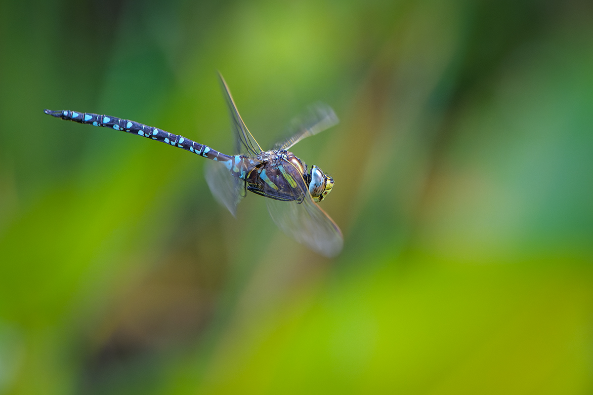 20220904_NZ9_0764_DPNF.jpg