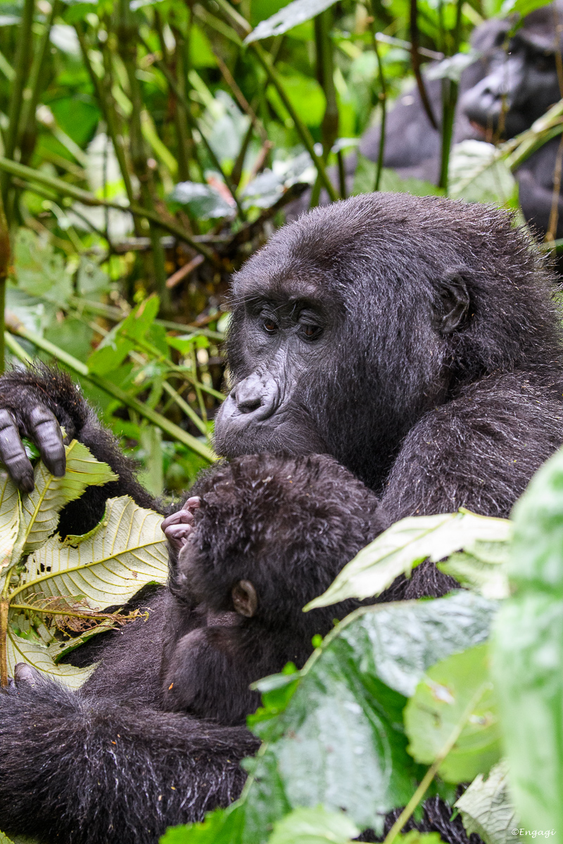 Uganda%201881.jpg