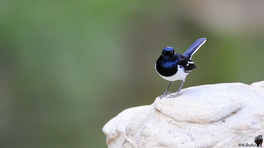 Das Bild zeigt kleinen Vogel auf einem Felsen. Oben ist er scharz mit blauem Schimmer. Unten ist er weiß.
