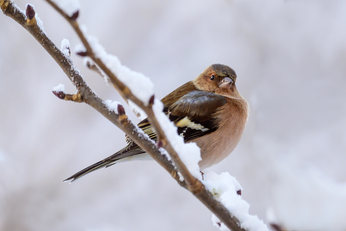 20201229_NZ6_3917NF.jpg