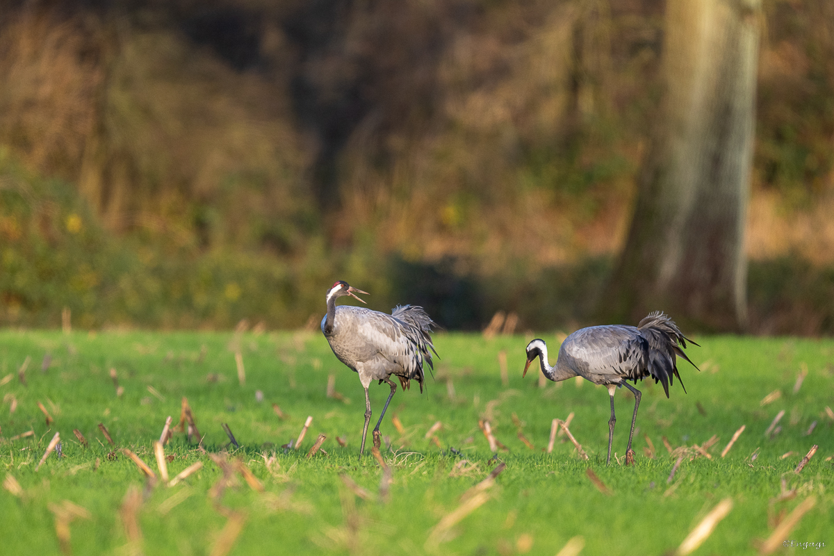 DSC_7585.jpg