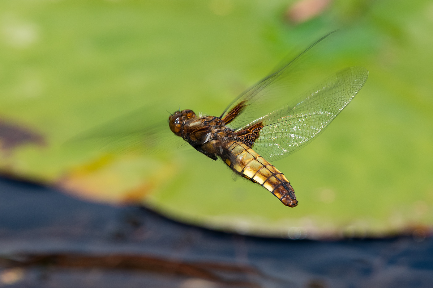 20190611_D500_0333NF.jpg