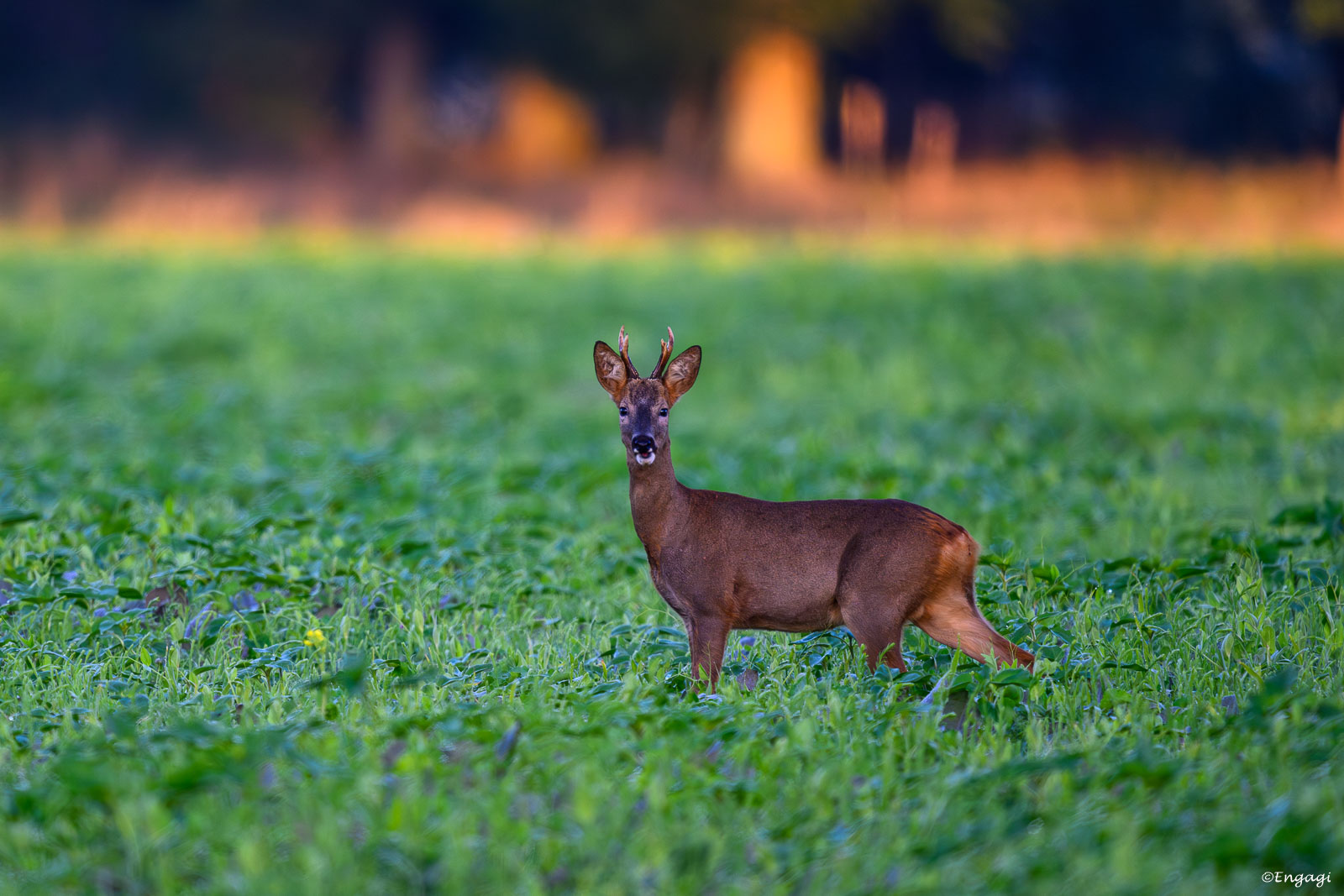 DSC_0876.jpg