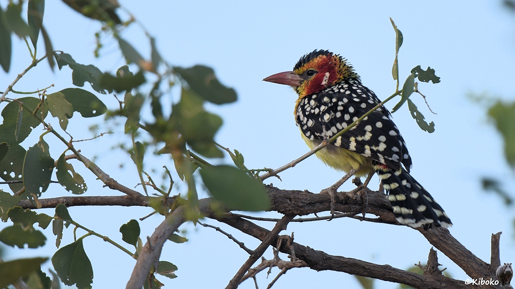 Das Bild zeigt einen Vogel mit schwarz-weißen Flügelgefieder, hellgelben Bauch, roten Kopf, schwarzer Kappe und einen starken rosafarbenen Schnabel. Er sitzt auf einen Ast zwischen lichten Blättern.