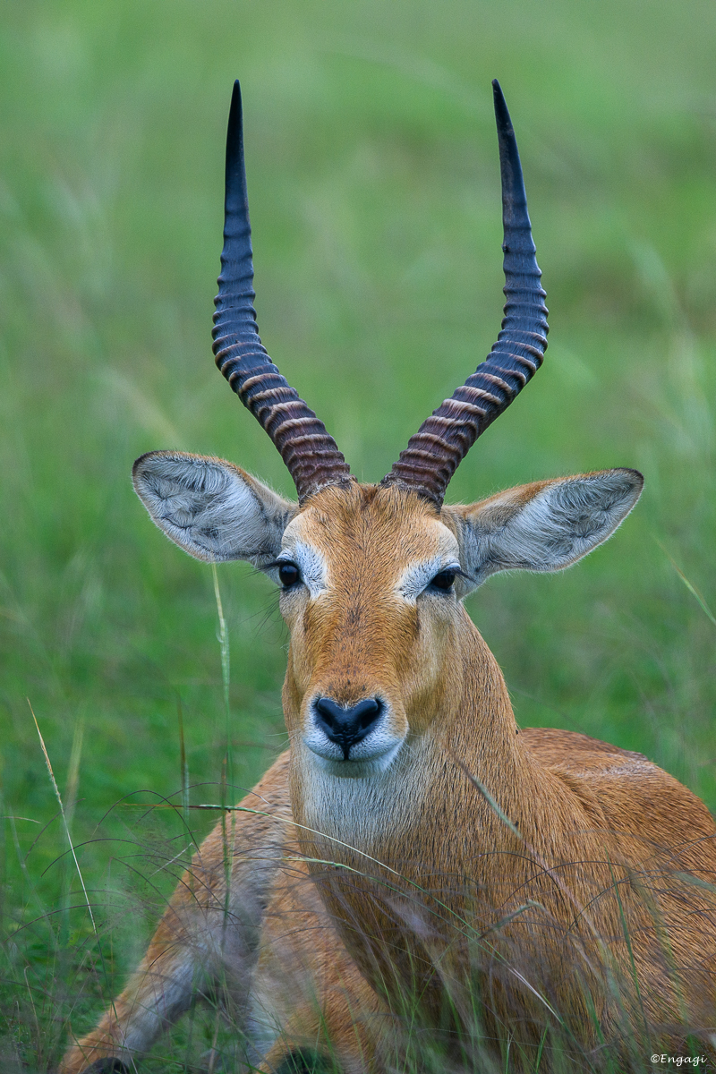 Uganda%201358.jpg