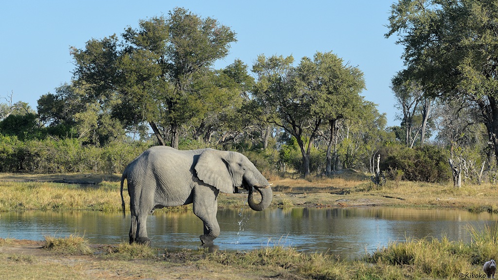 Elefant trinkt am Khwai River
