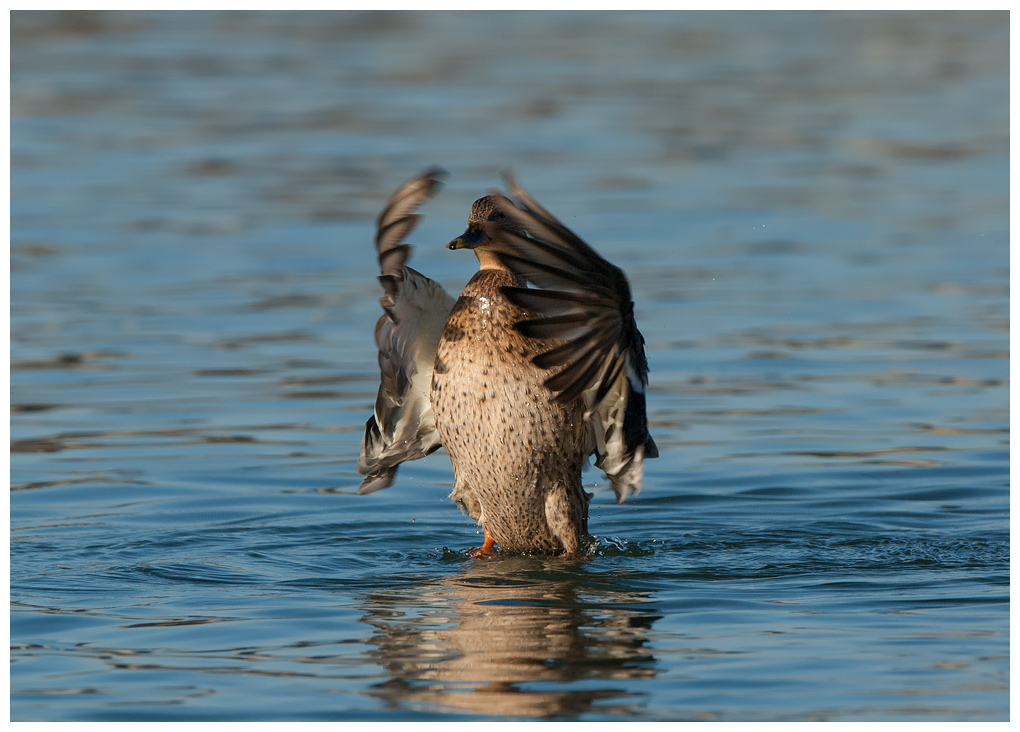 ente003.jpg
