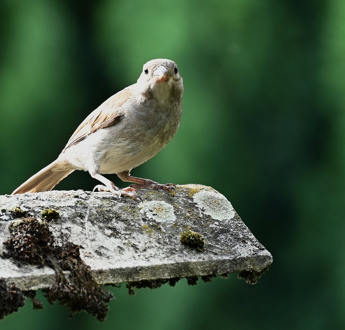 full