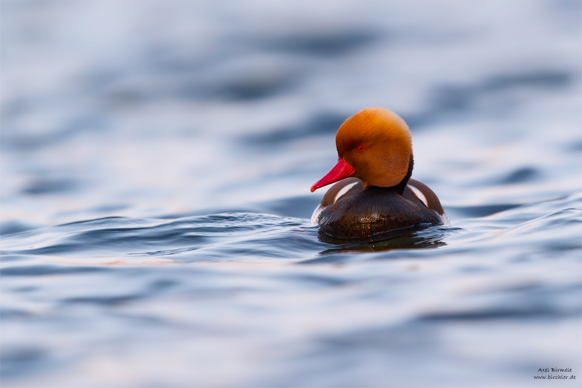 20150315_0068_PS_1200Px.jpg
