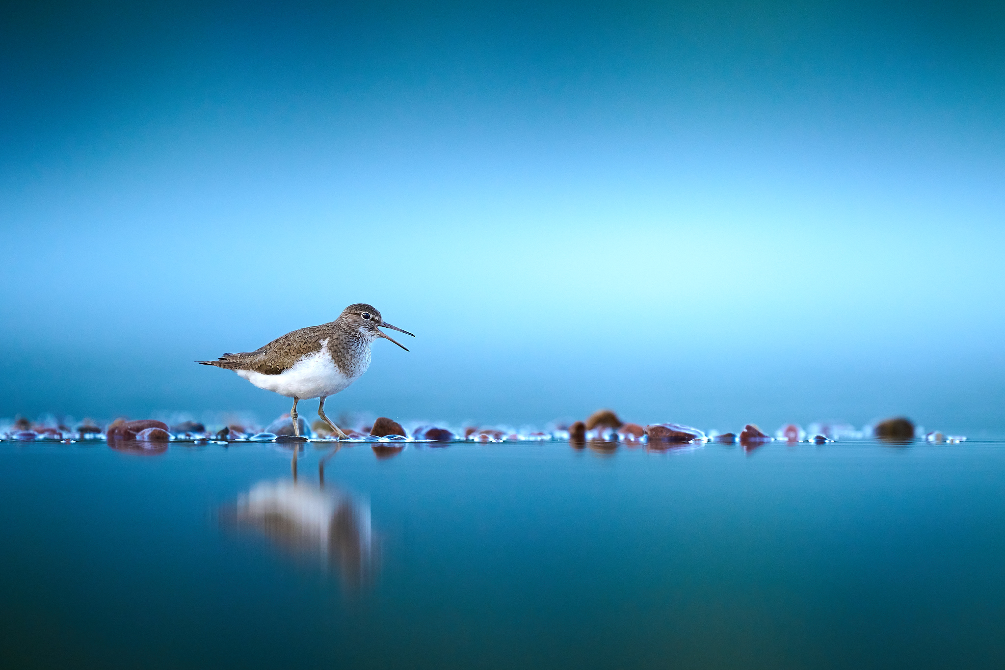 DSC_7233-X4.jpg
