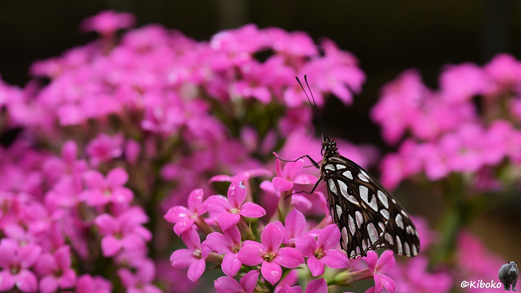 Das Bild zeigt schwarz-weiß gefleckten Schmetterling auf einer Blume mit vielen rosaroten kleinen Blüten.