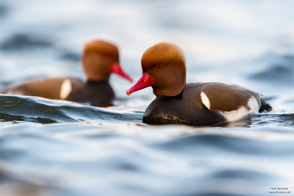 20150315_0150_PS_1200Px.jpg