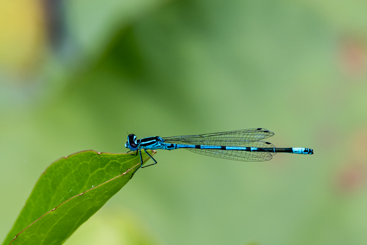 20260617_NZ8_0606NF.jpg