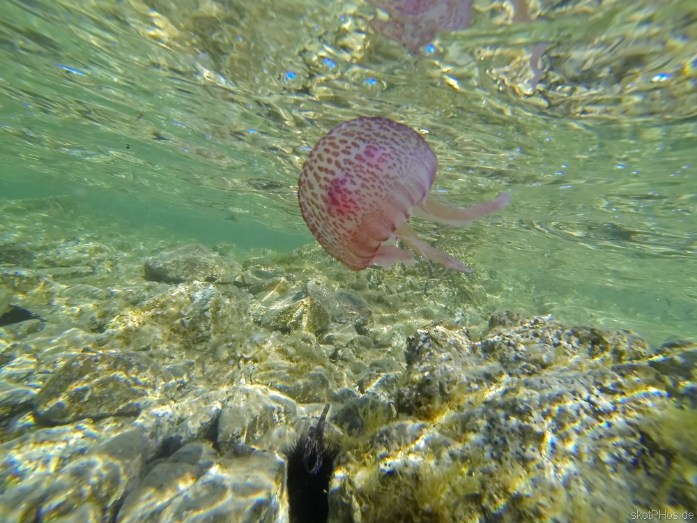 skotPHos.de_Sardinien2015_003.JPG