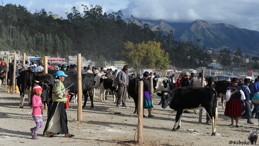 Das Bild zeigt einen sandigen Platz mit vielen schwarzen und schwarz-weißen Rindern. Frauen mit langem Rock und Hut halten jeweils ein Tier an einer Leine fest. Männer mit Hut oder Baseballkappe laufen durch die Reihen.