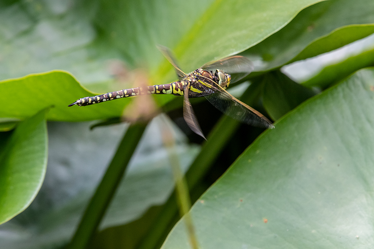 20180802_ND5_0110NF.jpg