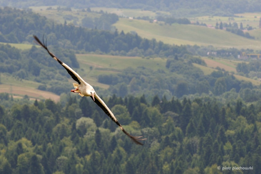 storch2.jpg