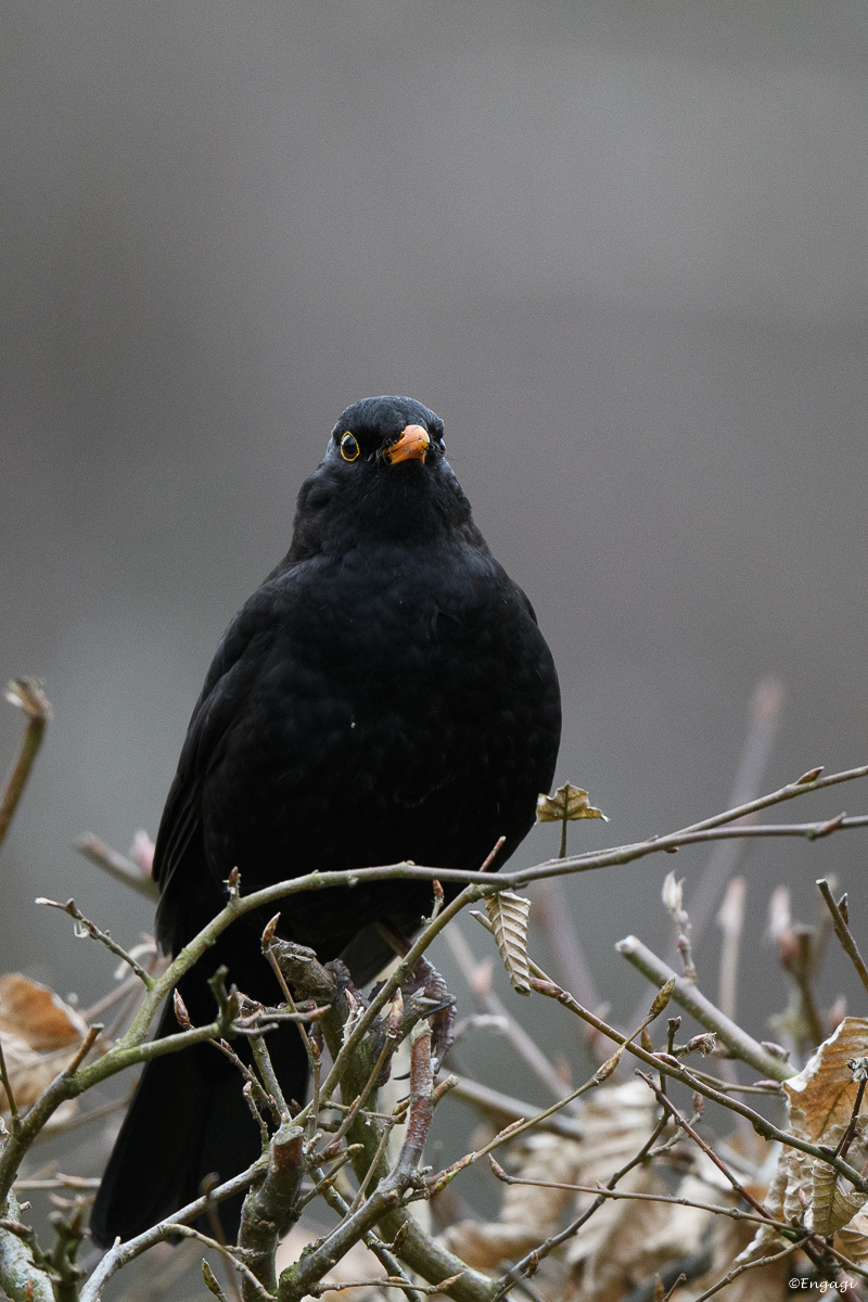 DSC_0675.jpg