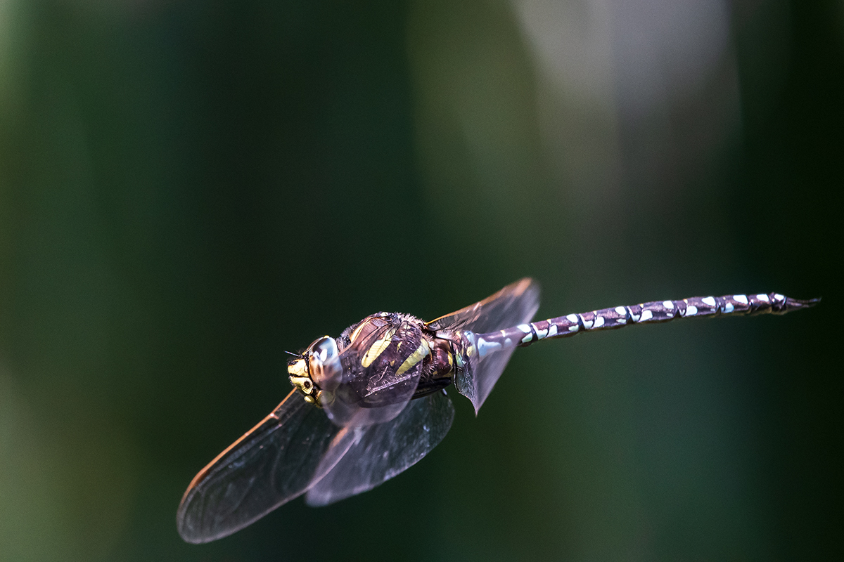 20200810_D500_0405NF.jpg