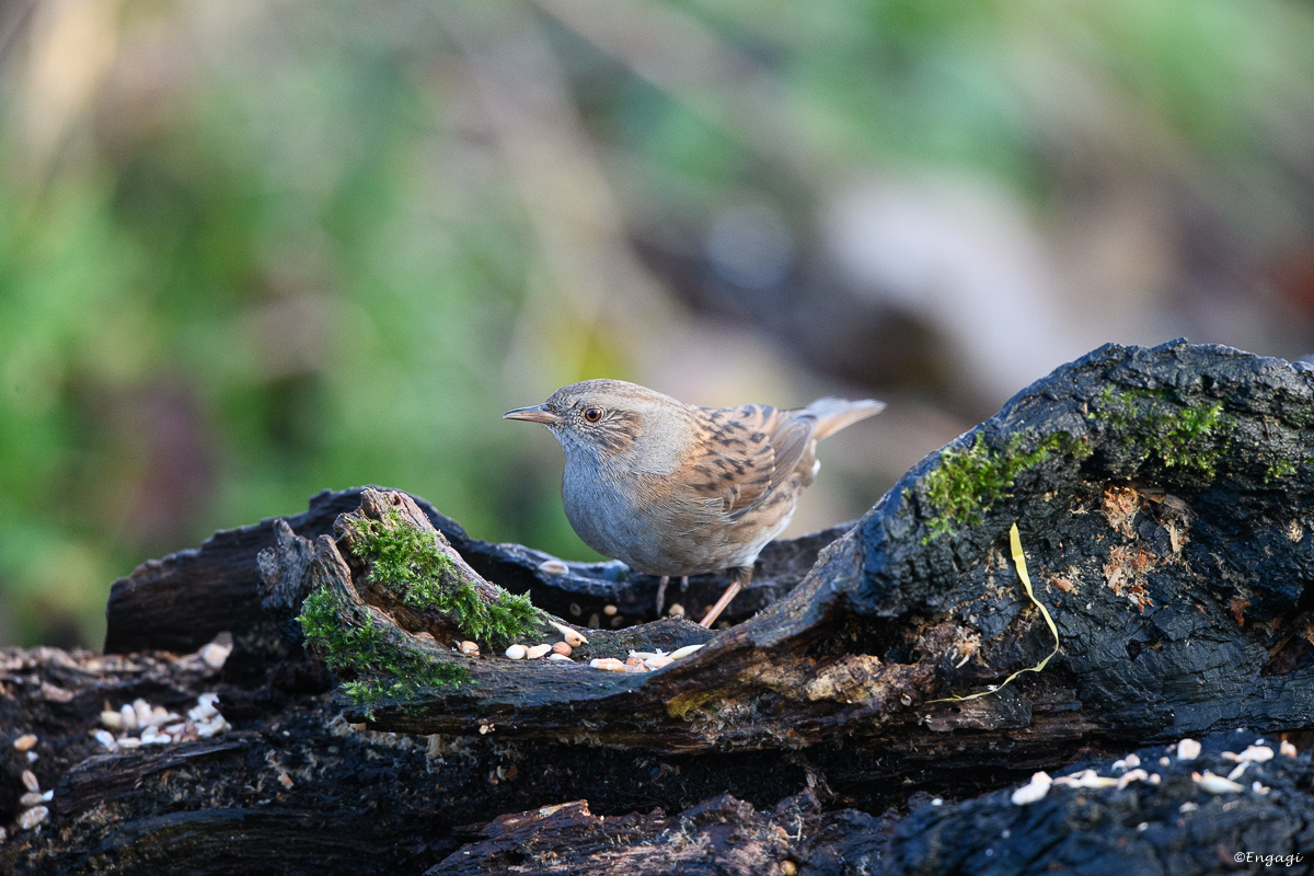 DSC_8815.jpg