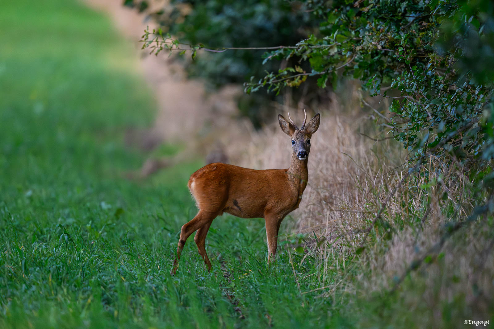 DSC_2683.jpg