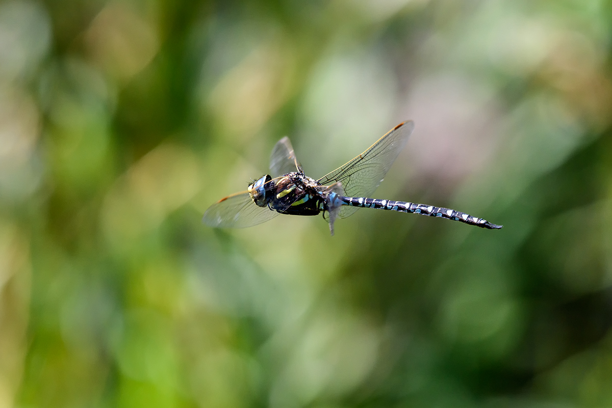 20170829_D810_2846vNF.jpg