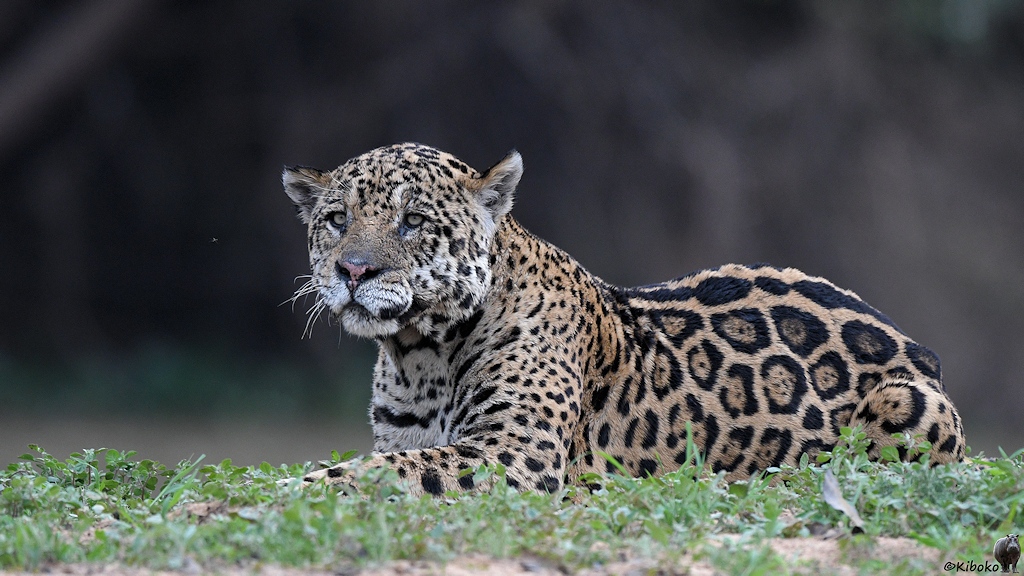 Nasser Jaguar liegt auf der Sandbank