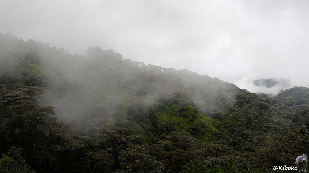 Das Bild zeigt einen Bergrücken im Regenwald. Wolken ziehen vor, über und hinter dem Berg.