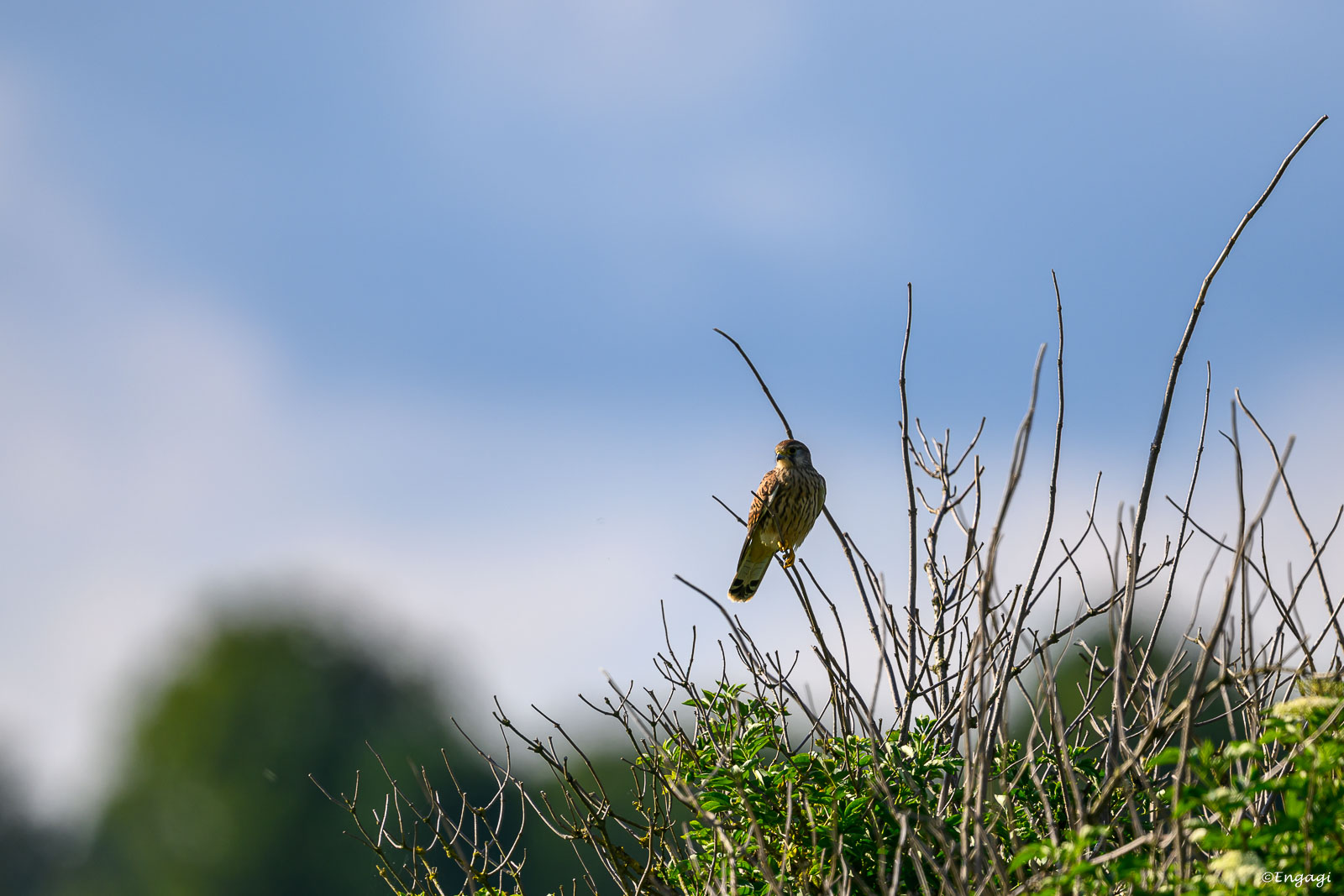 DSC_4457.jpg