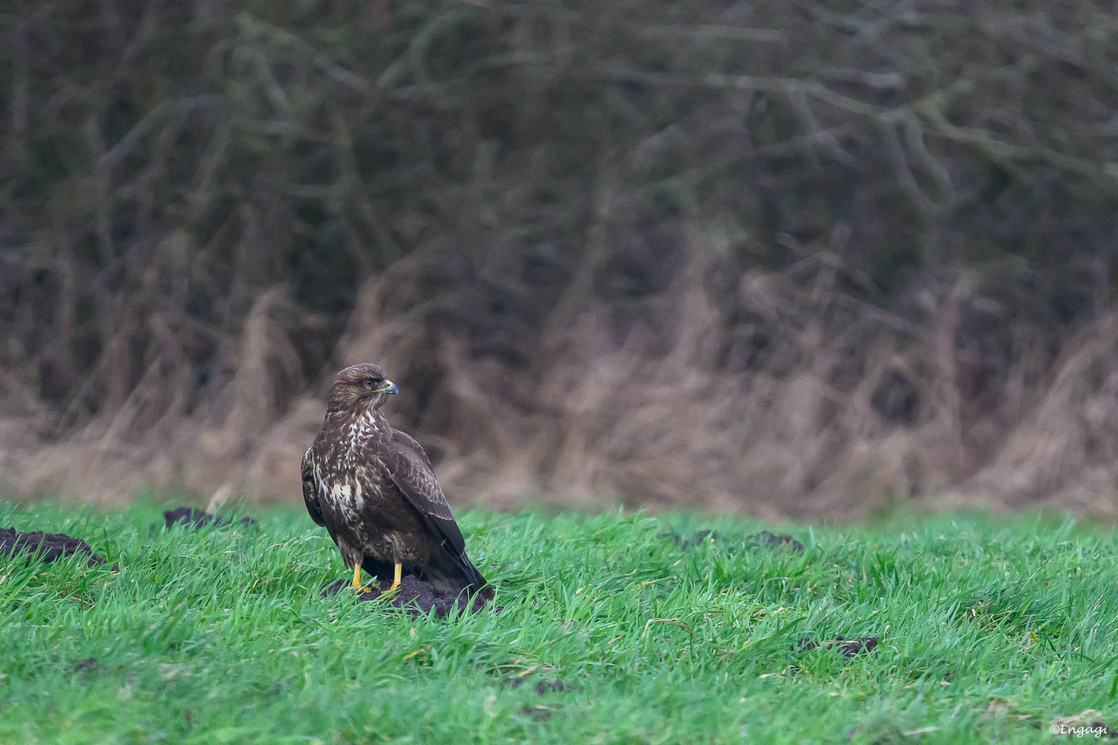 DSC_5177.jpg