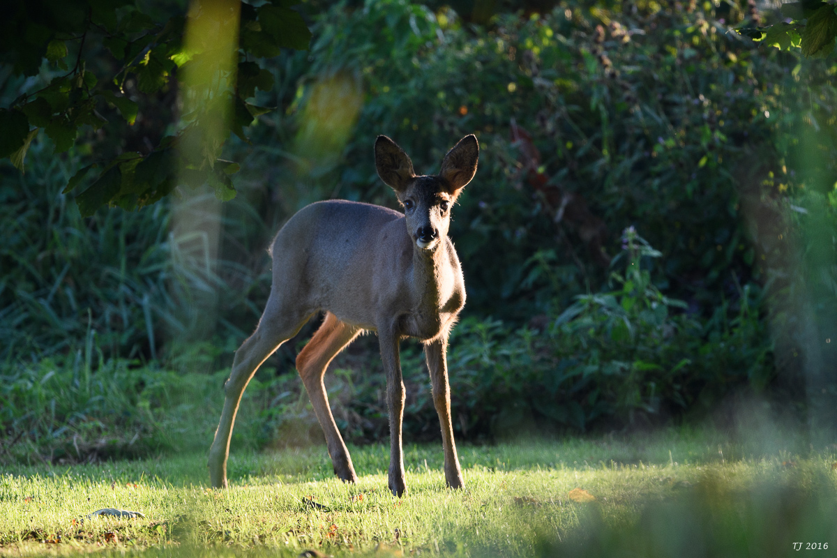 DSC_1561.jpg