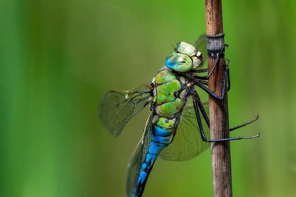 20180611_D500_1373NF.jpg